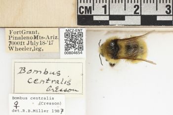 Media type: image;   Entomology 804654 Aspect: labels